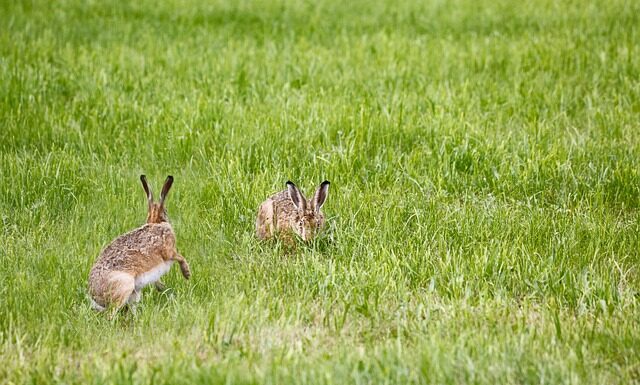 Kiedy włączyć lampę UV w oczku wodnym? Kiedy włączyć lampę UV w oczku wodnym?