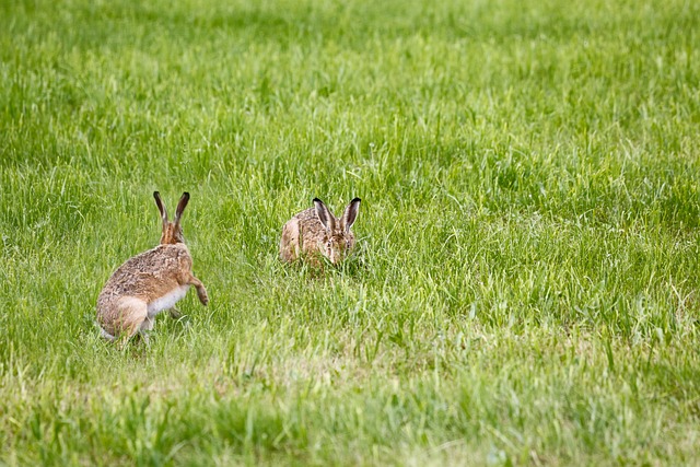Kiedy włączyć lampę UV w oczku wodnym? Kiedy włączyć lampę UV w oczku wodnym?