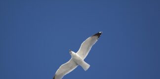 W jakiej cenie jest podbitka dachowa?