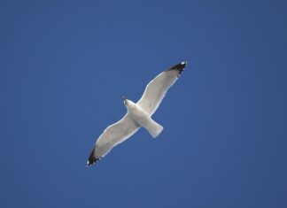 W jakiej cenie jest podbitka dachowa?