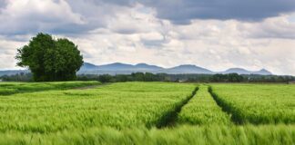 Jakie olejki eteryczne na zatoki?