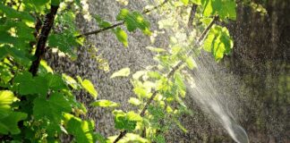 Ile oprysku na chwasty na 10 l wody?