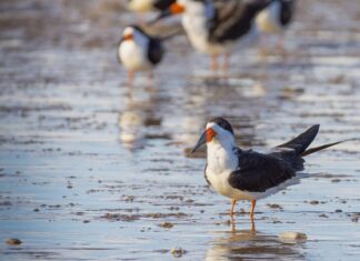 Po co jest skimmer? Po co jest skimmer?