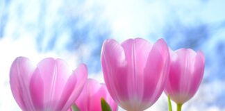 Ile płatków ma tulipan?