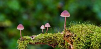 Jakie są rodzaje lampek choinkowych?