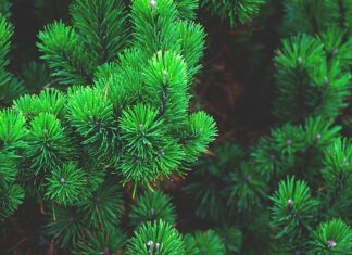 Co zamiast choinki przy małym dziecku?