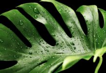 W jakiej doniczce Monstera?