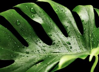 W jakiej doniczce Monstera?