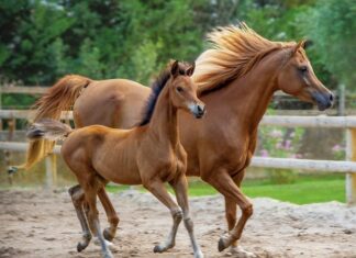 Co zrobić żeby była czysta woda w oczku wodnym?