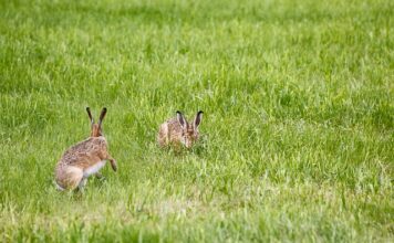 Jak zrobić lampę na taras?