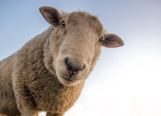 Co jest lepszym izolatorem wełna czy styropian?