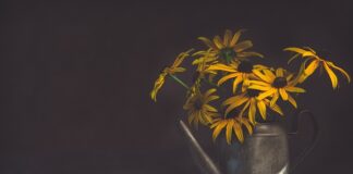 Jaki wąż do podlewania TUI?