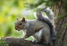 Co Zimozielonego do donicy?