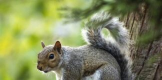 Co Zimozielonego do donicy?