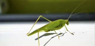 Czy ościeżnica regulowana pasuje do każdych drzwi?