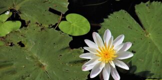 Jakie drzewo może rosnąć przy oczku wodnym?