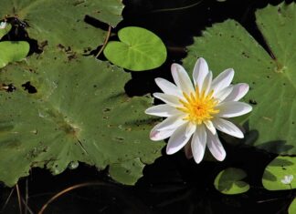 Jakie drzewo może rosnąć przy oczku wodnym?