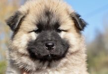 Co to jest paczula zapach?