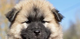 Co to jest paczula zapach?