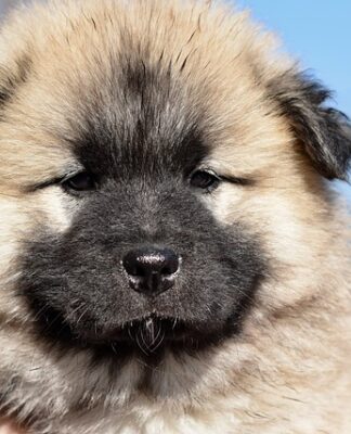 Co to jest paczula zapach?