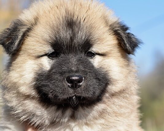 Co to jest paczula zapach?