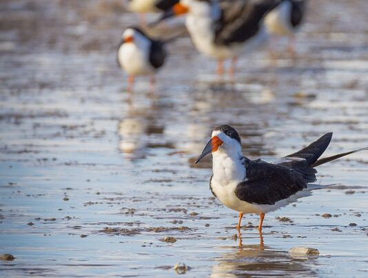 Co to skimmer w basenie?