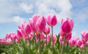 W jakim kraju rosną tulipany? W jakim kraju rosną tulipany?