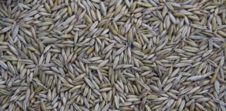 Kto produkuje narzędzia dla Lidla?