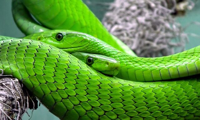 Jaką średnica węża do zraszacza?