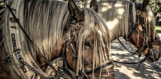 Jak założyć obejmę zaciskowa?