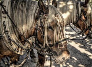Jak założyć obejmę zaciskowa? Jak założyć obejmę zaciskowa?