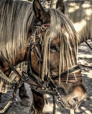 Jak założyć obejmę zaciskowa?