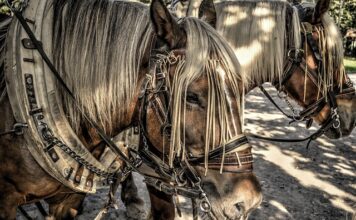 Jak założyć obejmę zaciskowa?