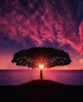 Jakie drzewa rosną najszybciej na opał?