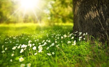 Jakie światło zabija glony w akwarium?