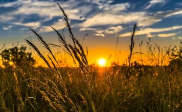 Jakie światło do uprawy roślin?