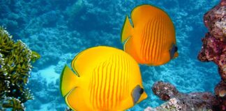 Jakie ryby żywią się glonami?