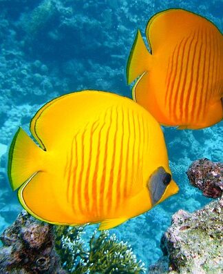 Jakie ryby żywią się glonami?