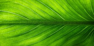 Jak pozbyć się zielonych glonów z akwarium?