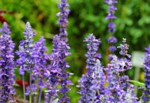 Jak działają olejki eteryczne?