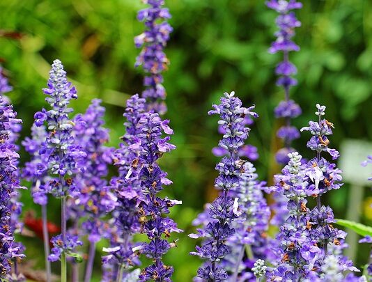 Jak działają olejki eteryczne?