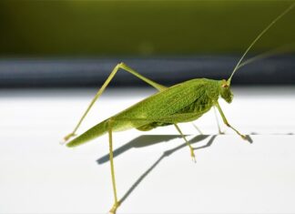 Kiedy montować ościeżnice regulowane?