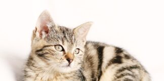 Jakie paski na nadgarstki?