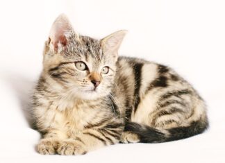 Jakie paski na nadgarstki? Jakie paski na nadgarstki?