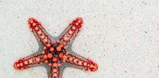 Po co gwiazda na choince?