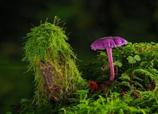 Czy można położyć gładź na starą farbę?