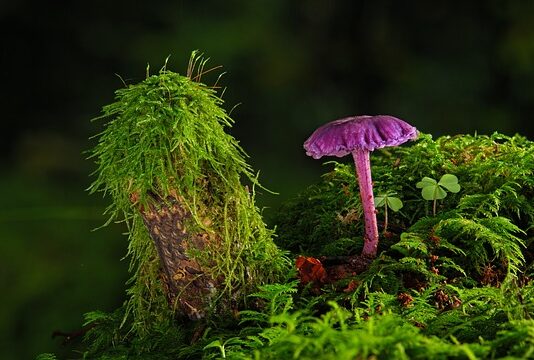 Czy można położyć gładź na starą farbę?